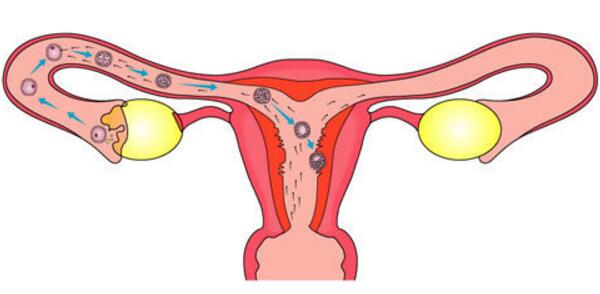 早孕b超相信安琪儿