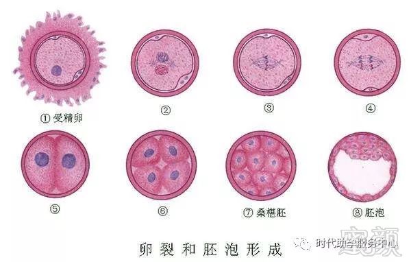 女生易孕期出血